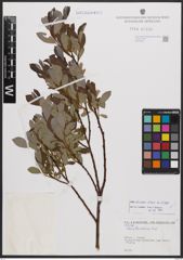 Salix bicolor Ehrh. ex Willd.